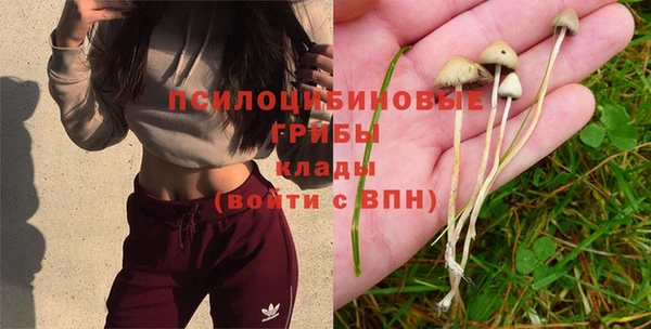 ПСИЛОЦИБИНОВЫЕ ГРИБЫ Медвежьегорск